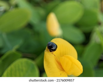 Ebony Bug Family Plataspidae On A Yellow Flower