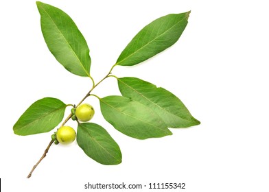 Persimmon Leaf Images Stock Photos Vectors Shutterstock