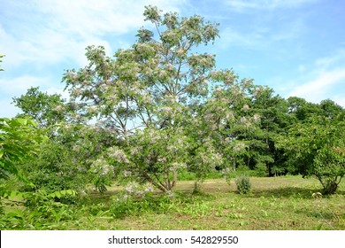 Ebony Tree.
A Flower Of A Rose.
