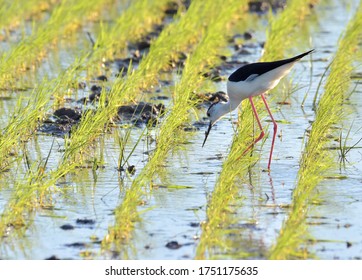 
Ebro Delta Natural Park , Spring , 