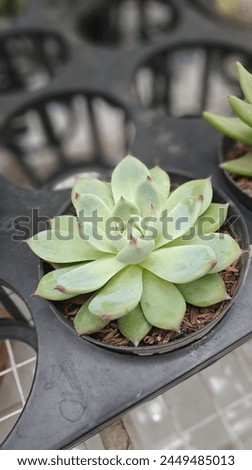 Echeveria agavoides is a small, stemless succulent plant, 8–12 centimetres (3.1–4.7 in) tall, with a rosette of leaves 7–15 centimetres (2.8–5.9 in) in diameter .
 