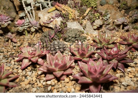 Echeveria agavoides is a species of succulent plant native to Mexico. It is a member of the Crassulaceae family, which includes many popular succulent genera.