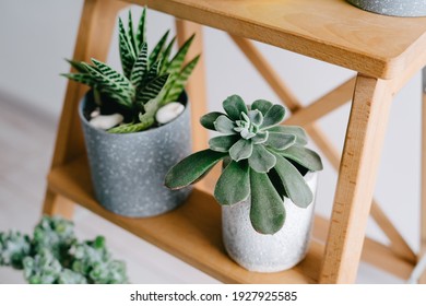 Echeveria Doris Taylor And Aloe Variegata In Gray Pots. Succulents On A Wooden Shelf. Indoor Plants.