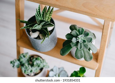 Echeveria Doris Taylor And Aloe Variegata In Gray Pots. Succulents On A Wooden Shelf. Indoor Plants.