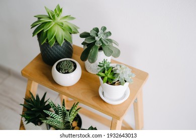 Echeveria Doris Taylor And Aloe Variegata In Gray Pots. Succulents On A Wooden Shelf. Indoor Plants.