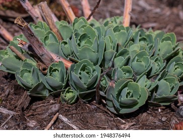 Echeveria Elegans, Mexican Snowball, Growing Up At The Early Spring.