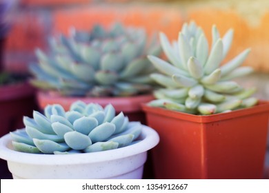 Echeveria Elegans In The Pot