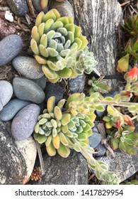 Echeveria Green Velvet Succulent Nestled Between MEXICAN Beach Pebbles.