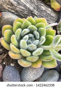 Echeveria Green Velvet Succulent Nestled Between MEXICAN Beach Pebbles.