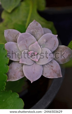 Echeveria is a large genus of flowering plants in the family Crassulaceae. Plants may be evergreen or deciduous.Often numerous offsets are produced, and are commonly known as hen and chicks. Succulent
