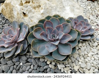 Echeveria lilacina or also known as ghost echeveria is a species of succulent plant in the genus Echeveria, this plant has a beautiful shape and color, its leaves form like flower petals with a reddis