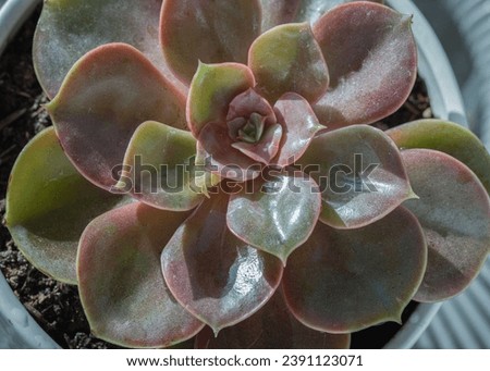 Echeveria Perle von Nurnberg (Flat rosettes) Succulent plant with purple and pink leaves, Cactus flower, Space for text, Selective focus.