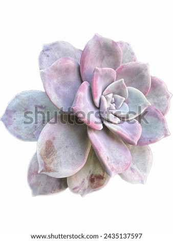 Echeveria Perle von Nurnberg grows as a bush. It likes cool weather. Shouldn't be watered too much. Suitable for planting as potted plants and for gardening pickup trucks.