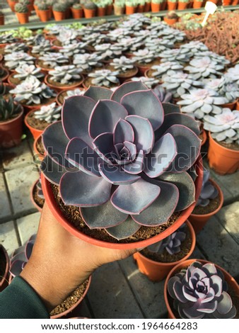 Echeveria Perle Von Nurnberg is the name for this beautiful pinkish succulent. The pinkish color can become brighter when there is enough direct sunlight to it.
