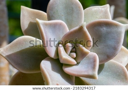 Echeveria plant of the family of the family Crassulaceae in summer.