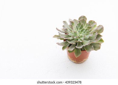 An Echeveria Ruffles Or 