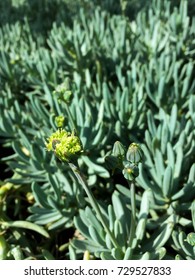 Echeveria Secunda .