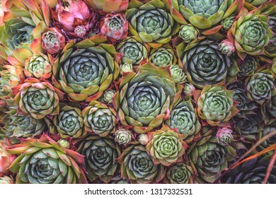 Echeveria Secunda 