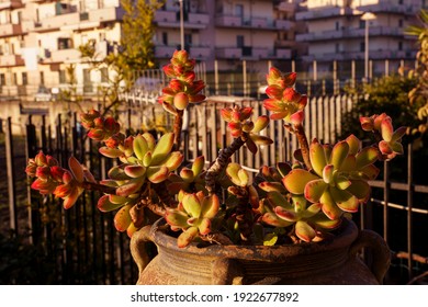 Echeveria Setosa Rose E Purpus