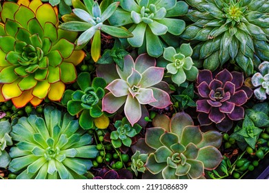 Echeveria Succulent plants gardening, top view, closeup. Green purple echeveria collection succulents, flat lay. Fairy Succulent Gardening print. Photo wallpaper. Discover the beauty of earth.  - Powered by Shutterstock