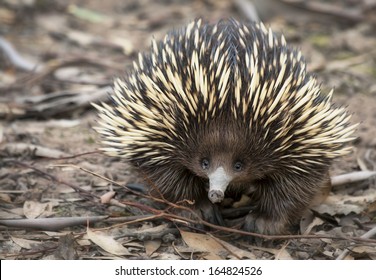 Echidna