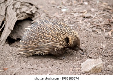 the echidna is a brown marsupial with spikes for potection