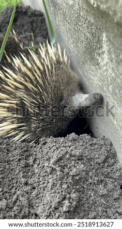 Similar – Image, Stock Photo The Echidna , which is called ant hedgehog ,almost ran over my feet in the middle of the forest in Tasmania.