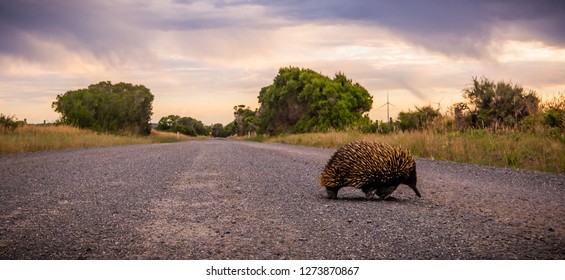 Echidna Crossing The Road