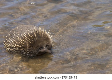 Echidna Enjoying The Water