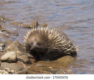 Echidna Enjoying The Water