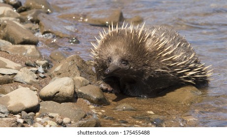 Echidna Enjoying The Water