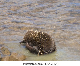 Echidna Enjoying The Water