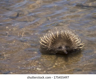 Echidna Enjoying The Water