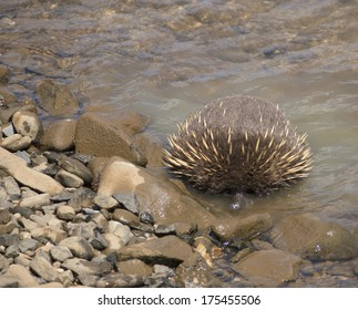 Echidna Enjoying The Water