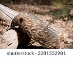 The echidna has spines like a porcupine, a beak like a bird, a pouch like a kangaroo, and lays eggs like a reptile. Also known as spiny anteaters, they
