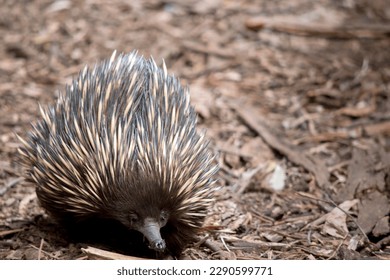 The echidna has spines like a porcupine, a beak like a bird, a pouch like a kangaroo, and lays eggs like a reptile. Also known as spiny anteaters, they're small, solitary mammals native to Australia