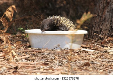 An Echidna Keeping Cool On A Hot Day By Bathing In A Bucket Of Cool Water On Raymond Island In Gippsland Australia.