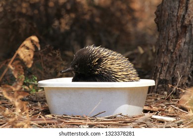 An Echidna Keeping Cool On A Hot Day By Bathing In A Bucket Of Cool Water On Raymond Island In Gippsland Australia.