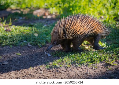 Echidna, Also Known As Spiny Ant Eaters 
They Are Egg Laying Mammals 