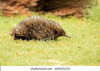 Echidna Also Known As A Spiny Anteater. Scientific Name Is Tachyglossidae.