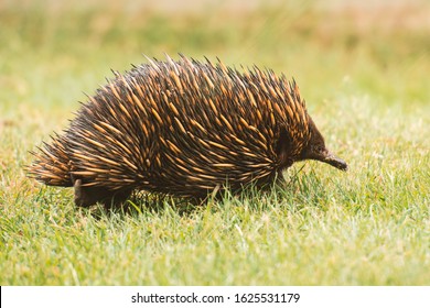 Echidna Also Known As A Spiny Anteater. Scientific Name Is Tachyglossidae.