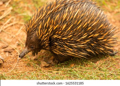 Echidna Also Known As A Spiny Anteater. Scientific Name Is Tachyglossidae.