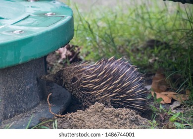 Echidna Looking For Food. The Hedgehog Digs For Ants Near A Water Tank. Photo Taken In Etty Bay In Queensland, Australia.