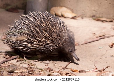 Echidna, An Native Animal In Australia