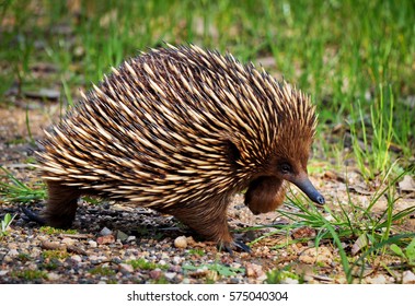 echidna australian animals porcupine australianos mammals echidnas encounters conocer debe newsroom unsw equidna illegal cracks hedgehogs