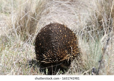 Echidna On The Move Near Canberra Australia, Surrounded By Introduced African Love Grass