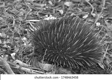 カモノハシもく の画像 写真素材 ベクター画像 Shutterstock