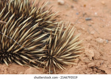 Echidna In Shark Bay Western Australia