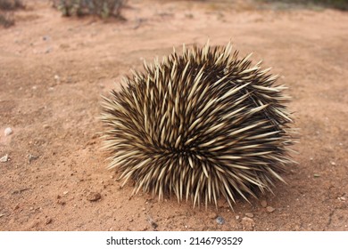 Echidna In Shark Bay Western Australia