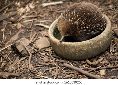 Echidna,  Sometimes Known As Spiny Anteaters Is Keeping Cool In A Bowl Of Water From The Australian Heat